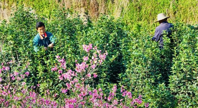 落儿黄金麻石材岭镇：黄金射频踏春好时节 共赴黄芽饰品约