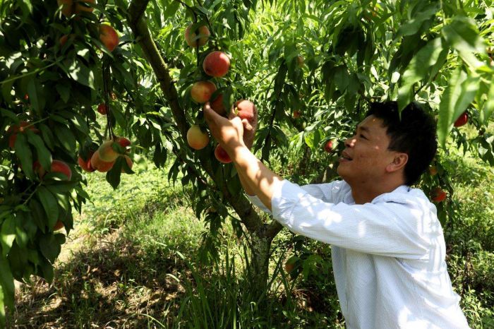 广安市广安区大龙镇：早熟桃抢“鲜”上市 优质桃产销两旺