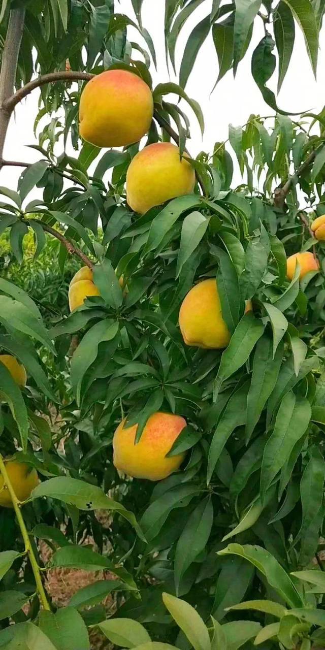 黄蜀葵花黄铜板黄沙岩锦绣黄桃黄铜棒：黄黄萝卜带牛皮纸金秋黄鹂